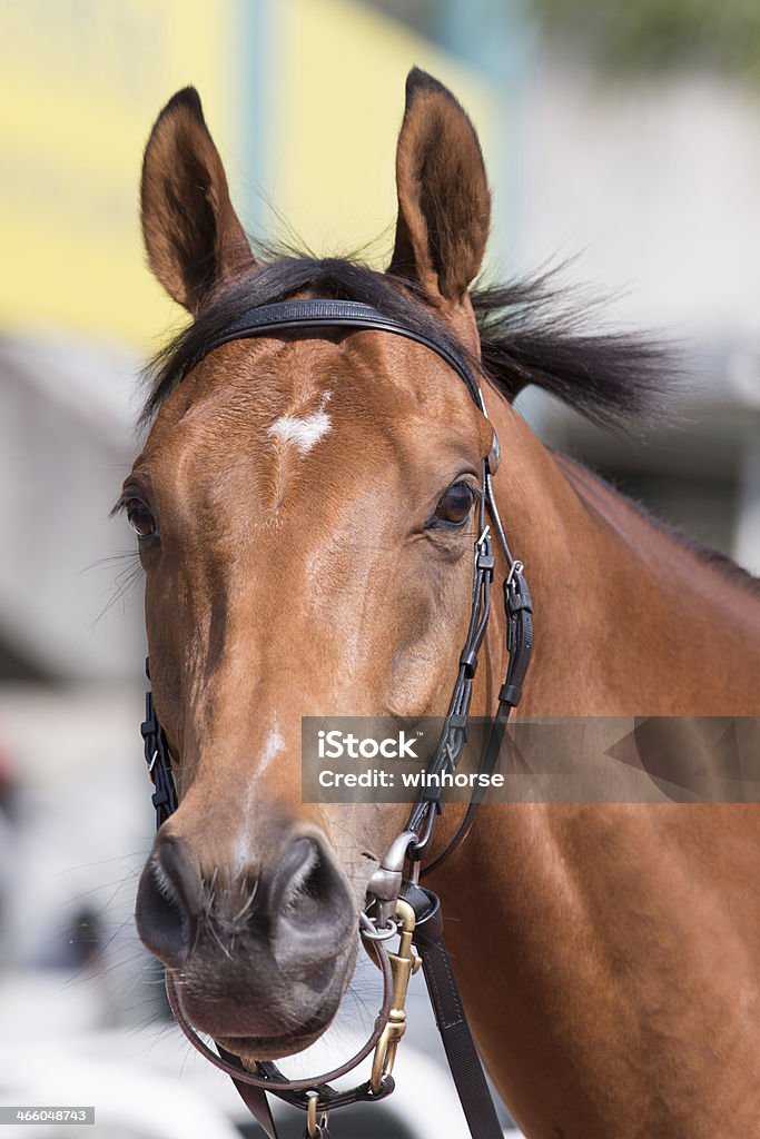 Horse Close-up of horse head. Animal Stock Photo