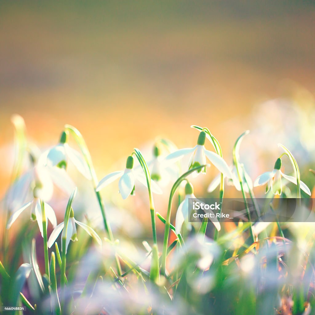 Snowdrops [Galanthus nivalis] Close up of young snowdrops 2015 Stock Photo