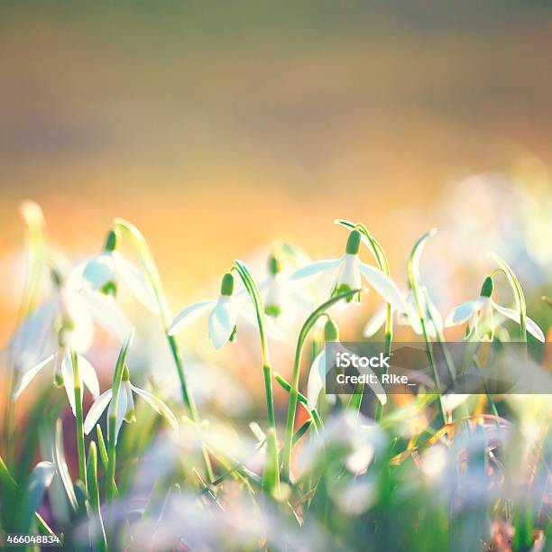 Snowdrops Galanthus Nivalis Stock Photo - Download Image Now - 2015, Back Lit, Botany