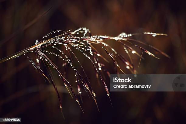 Shiny Drops Of Dew Stock Photo - Download Image Now - 2015, Agricultural Field, Beauty In Nature