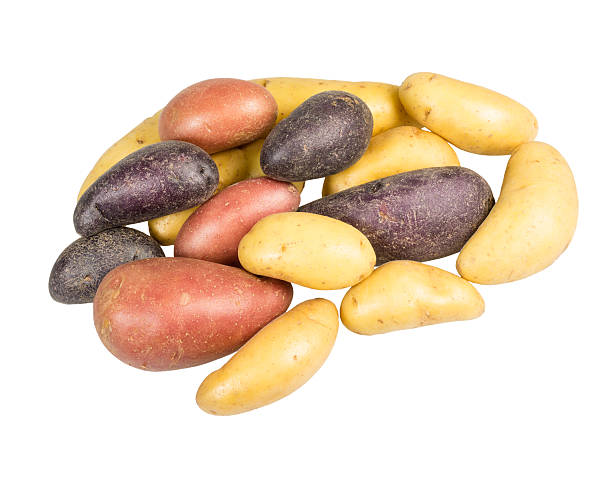 batata fingerling de várias cores isolado - fingerling imagens e fotografias de stock