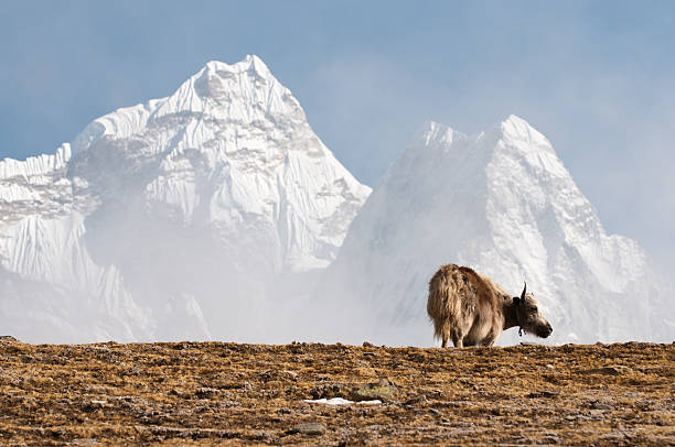 istock Ama Dablam and Yak 466050117