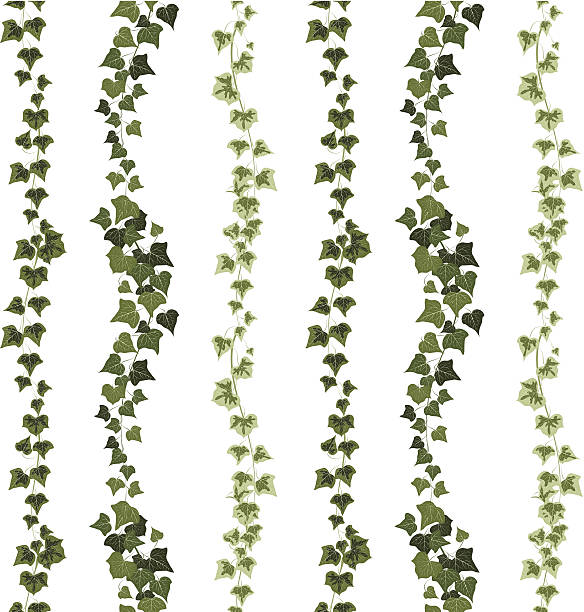 ilustrações de stock, clip art, desenhos animados e ícones de ivy sem costura padrão - hera trepadeira