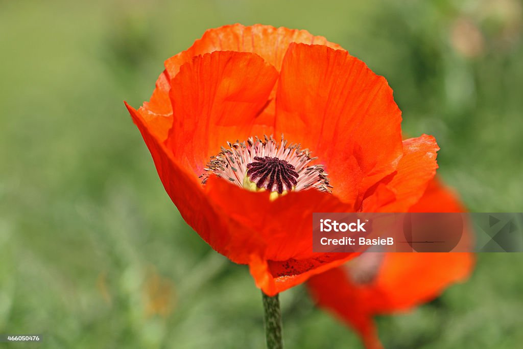 Mohn Blume - Lizenzfrei 2015 Stock-Foto