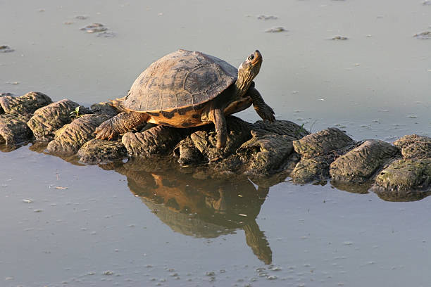 A wild turtle warms himself on a tree trunk in the waters of Keoladeo Ghana National Park in Bharatpur, India.