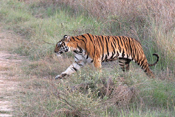 istock Wild Bengal Tiger in Kanha NP India 466051125