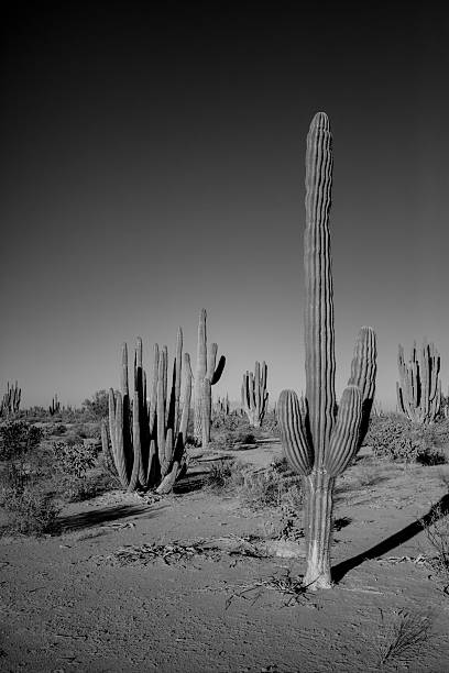 istock Saguaro Cactus Field Black and White 466052661