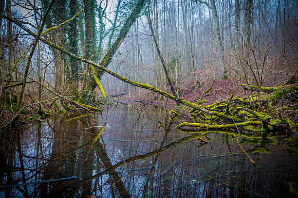 istock Cloudy green Forrest in the morning 466053033