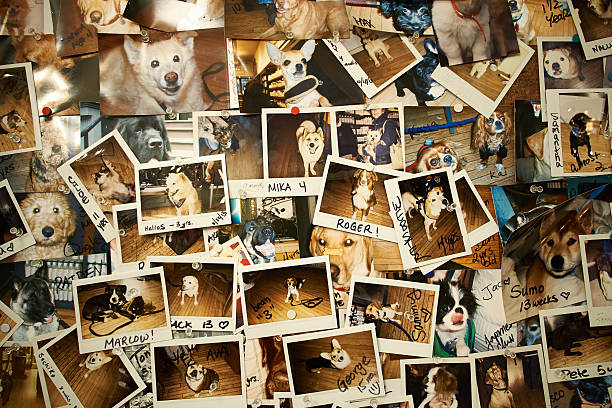 Collage of Polaroid photos of different dogs a wide collection of dogs on wall signature collection stock pictures, royalty-free photos & images