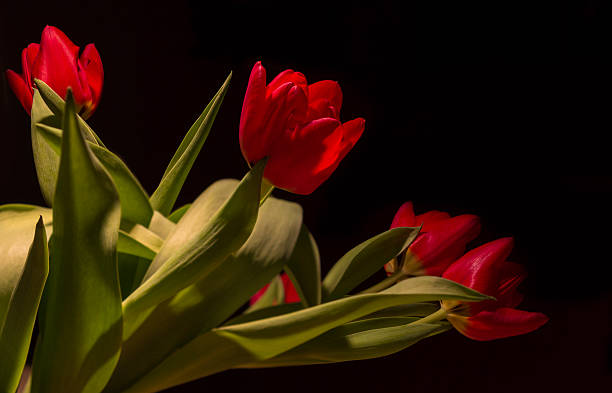 Red tulips stock photo