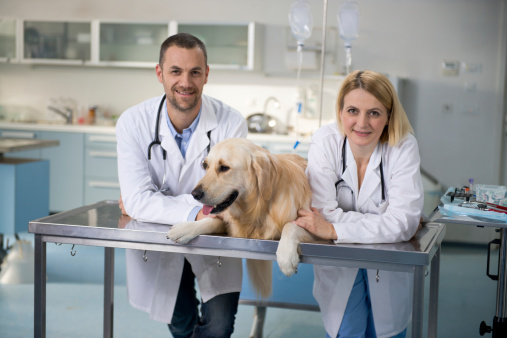 Sonriendo veterinarios con perro sanos photo