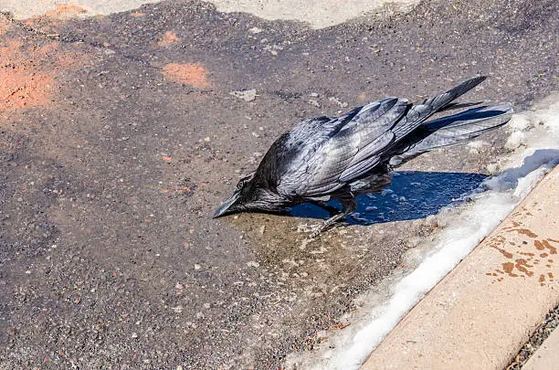 Photo of Raven Drinking Water