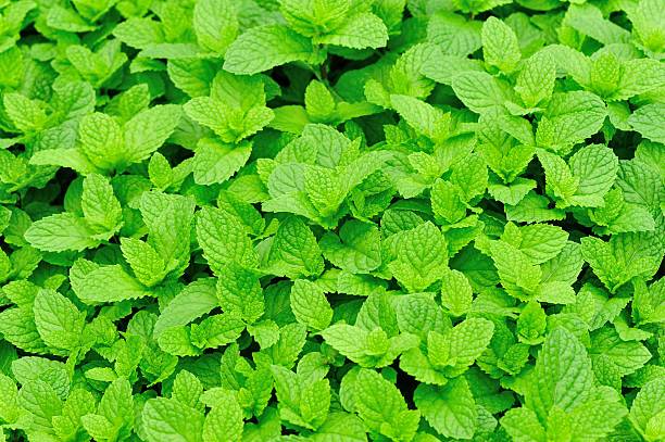 istock bed of green mint plants in growth 466054458