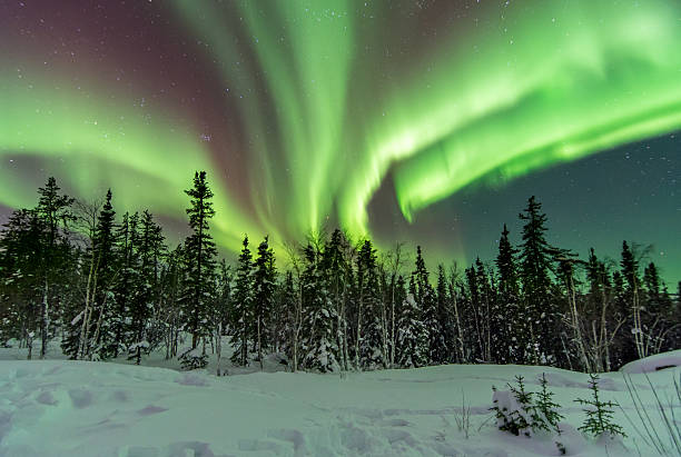 aurora de árboles en yellowknife, canadá - yellowknife fotografías e imágenes de stock