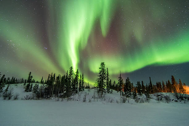 aurora の木の上でイエローナイフ、カナダ - yellowknife ストックフォトと画像