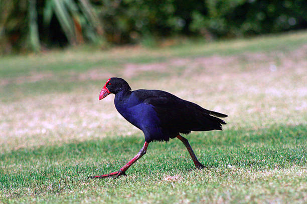 Purple Swamphen, in New Zealand known as Pukeko, running on green grass