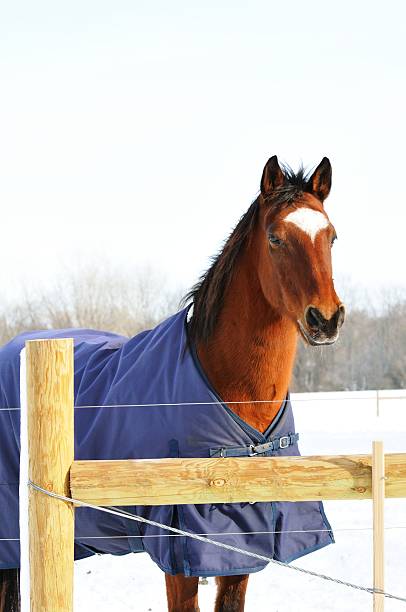 istock Horse at Fence 466057943