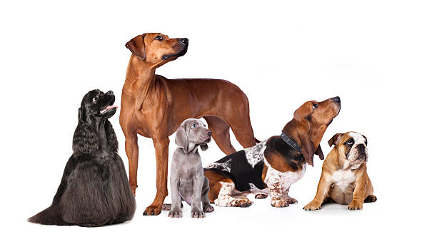 istock group of dog and kitten 466057962