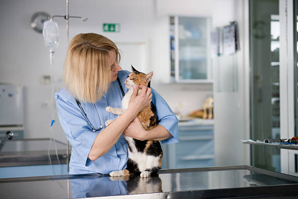 若い獣医医師に健康的な猫ます。 - vet veterinary medicine young women female ストックフォトと画像