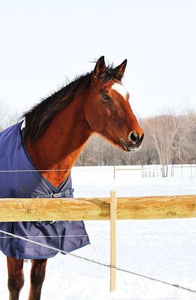 istock Horse at Fence 466058119