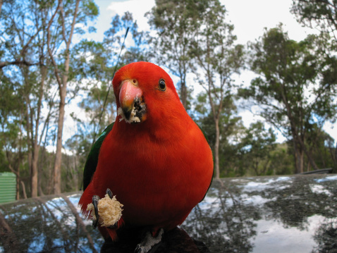 Australian King parrot looking onto the camera and holding a piece of bread