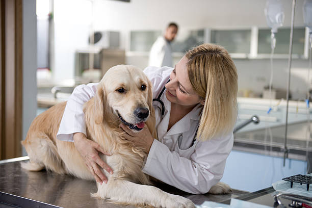 istock Animal Health Care Professionals 466058201