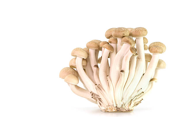 istock brown beech mushrooms or shimeji mushrooms 466058760