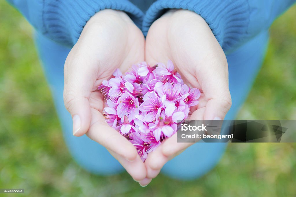 Flower in women's hands Pink flower in women's hands Adult Stock Photo