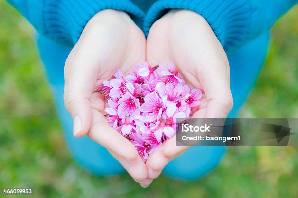 Flower In Womens Hands Stock Photo - Download Image Now - Adult, Backgrounds, Day