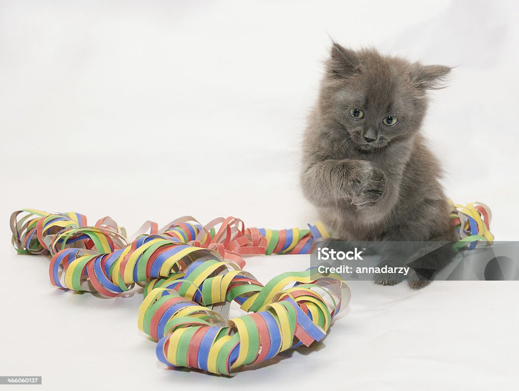 Fluffy gray kitten sitting, playing with serpentine Fluffy gray kitten sitting, playing with serpentine on white background Snake Stock Photo