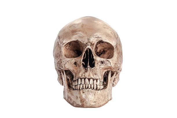 Skull model Skull model on isolated white background human skull stock pictures, royalty-free photos & images