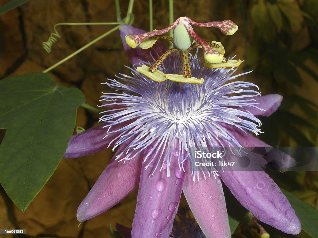 Zbliżenie passiflora (różowy passionflower) - Zbiór zdjęć royalty-free (Bliski)