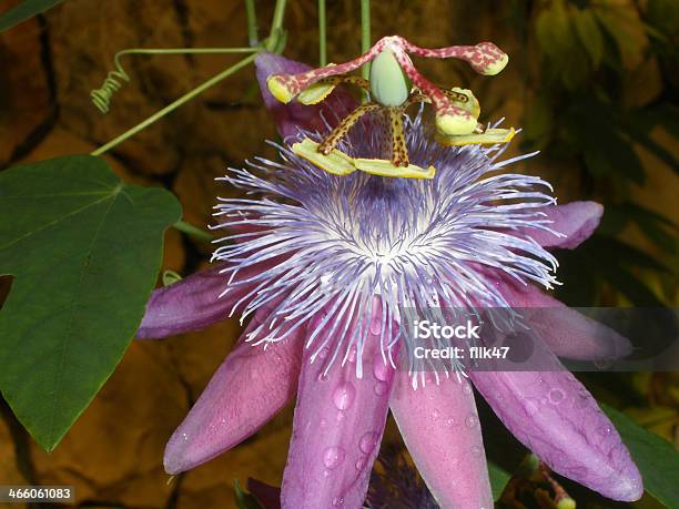 Zbliżenie Passiflora - zdjęcia stockowe i więcej obrazów Bliski - Bliski, Botanika, Błyszczący