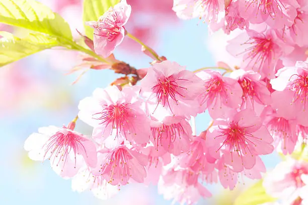 Beautiful Cherry blossom  pink sakura flower in chaing rai