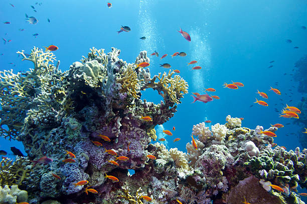 arrecife de coral en el fondo del mar tropical - lecho del mar fotografías e imágenes de stock