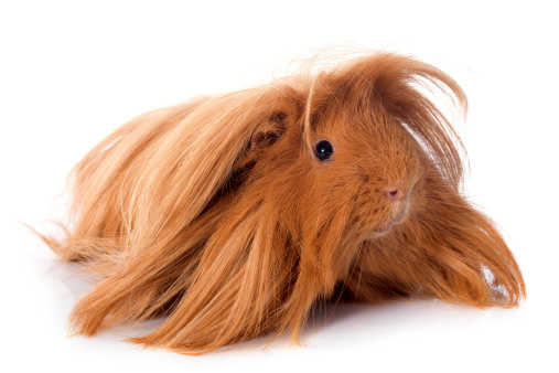 Peruvian Guinea Pig in front of white background