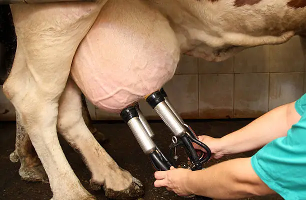 Milking cows in a Dairy Farm,.In the foreground, udders and milking machine.