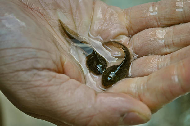 protecção da natureza - tadpole frog human hand young animal imagens e fotografias de stock