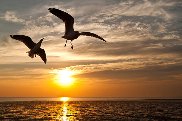 istock seagull with sunset in the background 466066277