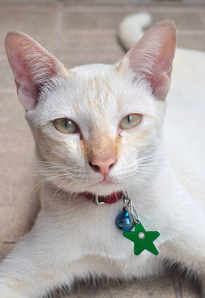 Gato Tailandesa em fechar a filmagem - fotografia de stock