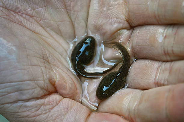 girino - tadpole frog human hand young animal imagens e fotografias de stock