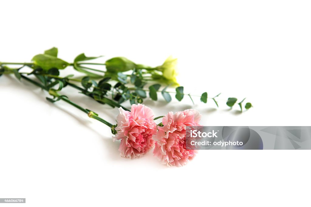 Carnation flowers Carnation flowers and green Branchs on white background Carnation - Flower Stock Photo