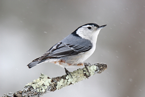 A white breasted nuthatch (Sitta Carolinensis) on a branch in winter.