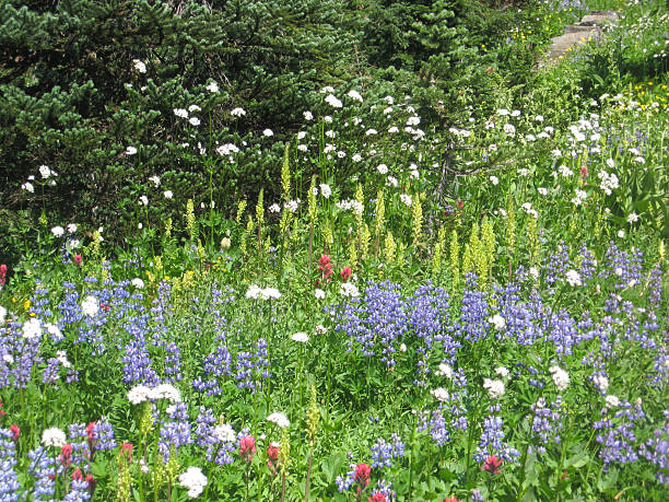 istock Wildflowers Mt Rainier 466066916