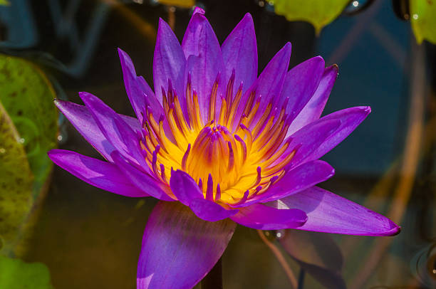 istock close-up pink lotus. 466067134