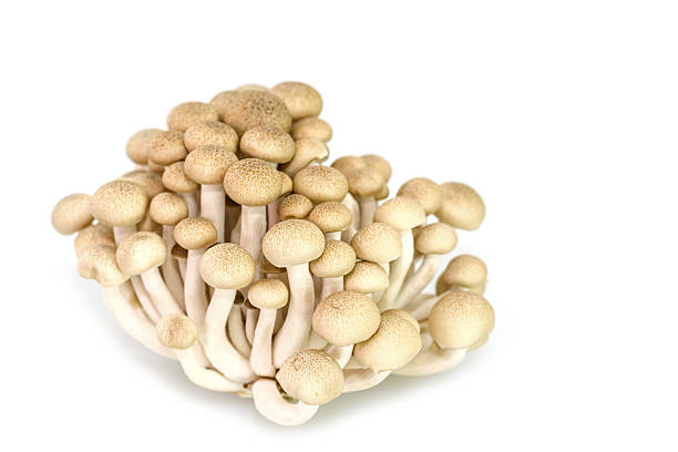 istock brown beech mushrooms or shimeji mushrooms 466067160