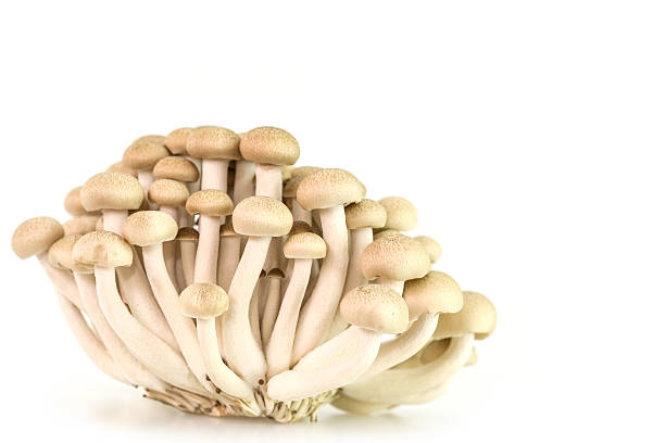 istock brown beech mushrooms or shimeji mushrooms 466067182