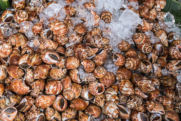 plano aproximado de viver caracóis - escargot snail seafood freshness imagens e fotografias de stock