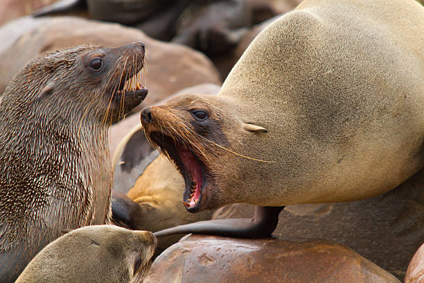 istock Cape fur seal shouting at another one 466067762