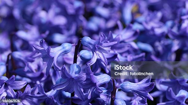 Hyazinthblau Stockfoto und mehr Bilder von 2015 - 2015, Blau, Blume